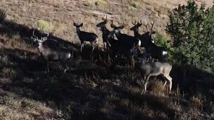 Deer at That's Western Line Camp