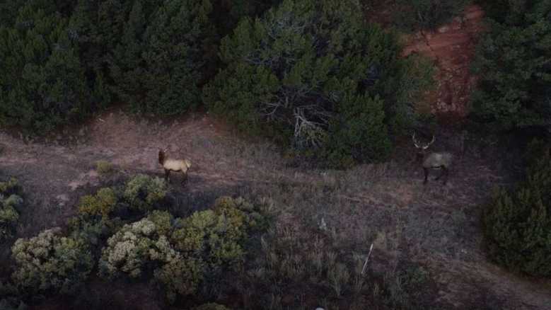 Elk at That's Western Line Camp